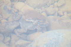 Sclerophrys arabica