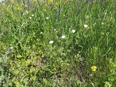 Malvalthaea transcaucasica