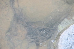Sclerophrys arabica