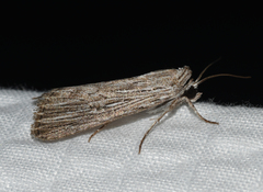 Catabena lineolata