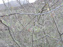 Vachellia tortilis