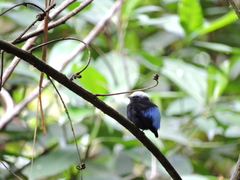 Lepidothrix isidorei