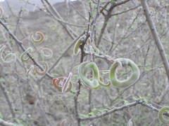 Vachellia tortilis
