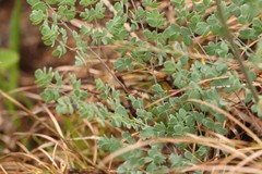 Thalictrum petaloideum