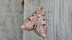 Palpita aenescentalis