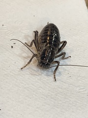 Cyphoderris