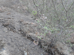 Vachellia tortilis