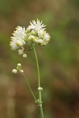 Thalictrum petaloideum