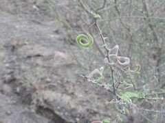 Vachellia tortilis