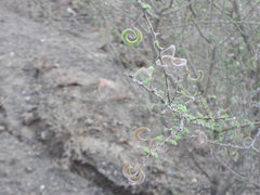 Vachellia tortilis