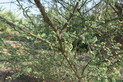 Vachellia tortilis