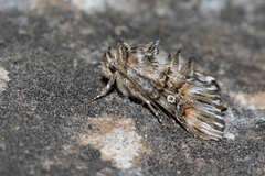 Omphalophana antirrhinii