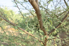 Vachellia tortilis