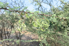 Vachellia tortilis