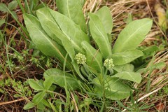 Tephroseris integrifolia
