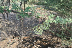 Vachellia tortilis