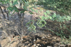 Vachellia tortilis