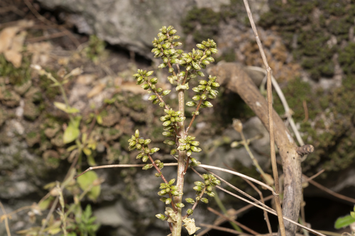 Image of Umbilicus parviflorus by (c) Eleftherios Katsillis, some rights reserved (CC BY)