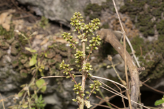 Umbilicus parviflorus