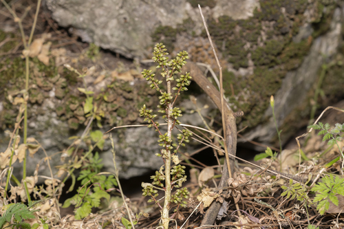 Yellow Navelwort (Umbilicus parviflorus)