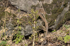 Umbilicus parviflorus