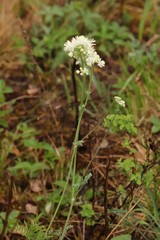 Thalictrum petaloideum