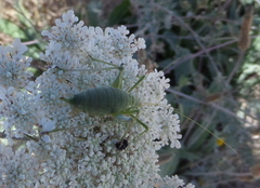Odontura glabricauda