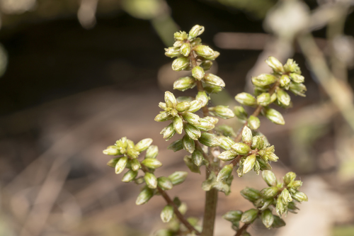 Image of Umbilicus parviflorus by (c) Eleftherios Katsillis, some rights reserved (CC BY)