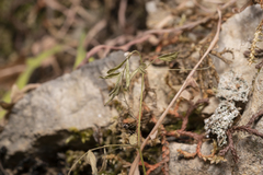 Vicia pubescens