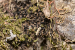 Vicia pubescens