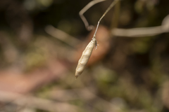 Vicia pubescens