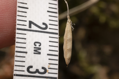 Vicia pubescens