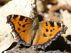 Nymphalis xanthomelas fervescens