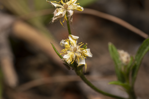 Image of Ranunculus neapolitanus by (c) Eleftherios Katsillis, some rights reserved (CC BY)
