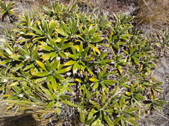 Celmisia spectabilis