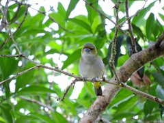 White-Lored Euphonia photo 5