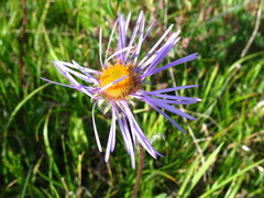 Aster flaccidus