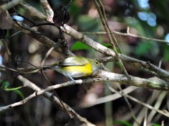 Euphonia minuta
