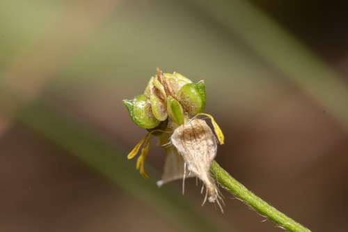 Image of Ranunculus neapolitanus by (c) Eleftherios Katsillis, some rights reserved (CC BY)