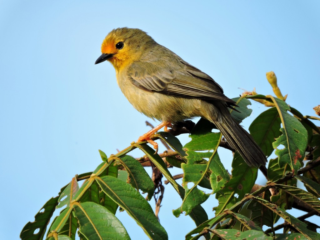 Orange-Fronted Plushcrown