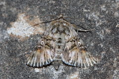 Omphalophana antirrhinii