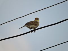 Ammodramus aurifrons