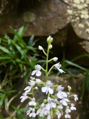 Stenoglottis woodii