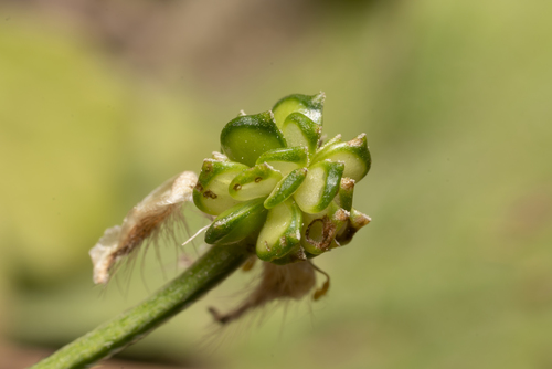 Image of Ranunculus neapolitanus by (c) Eleftherios Katsillis, some rights reserved (CC BY)