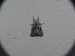 Pseudopanthea palata