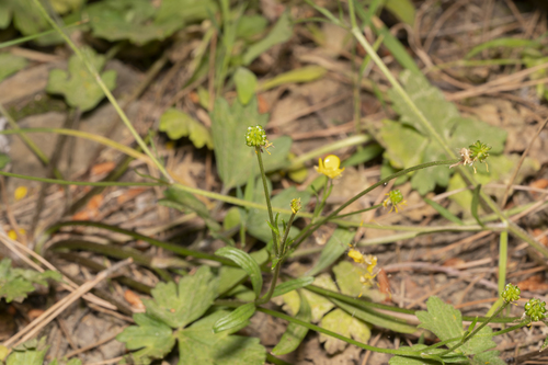 Image of Ranunculus neapolitanus by (c) Eleftherios Katsillis, some rights reserved (CC BY)