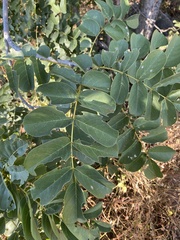 Xeroderris stuhlmannii