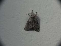 Pseudopanthea palata