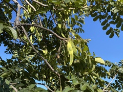 Xeroderris stuhlmannii