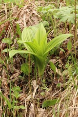 Veratrum nigrum